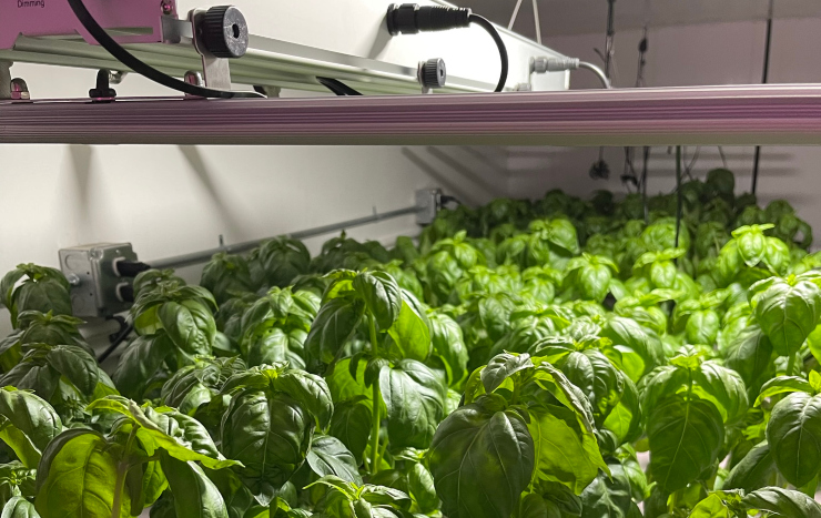 Basil plants being grown indoors at From Seed to Table facility