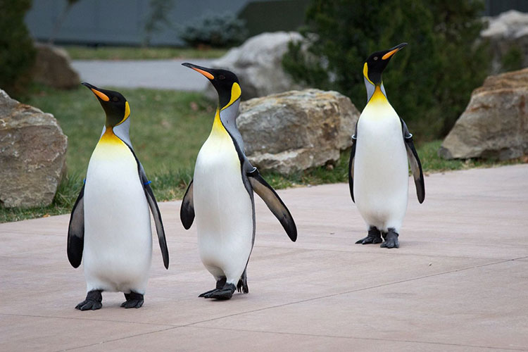 Penguins at the Kansas City zoo